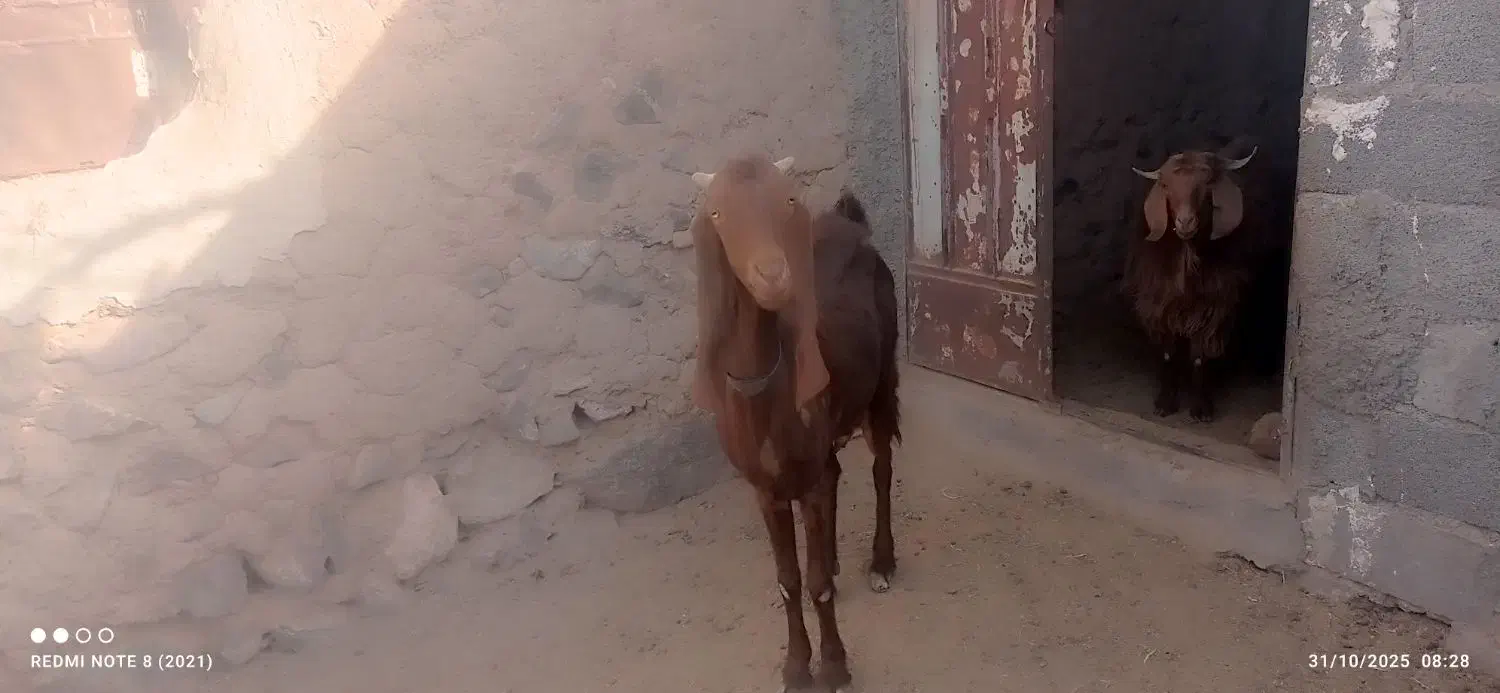 بز پاکستانی اصل سه قلوزا|حیوانات مزرعه|زهان, |دیوار