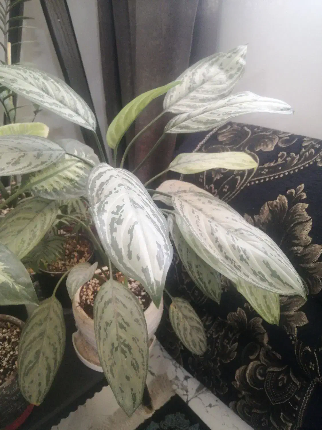 گل و گلدان|گل و گیاه طبیعی|شیراز, کوشک بیدک|دیوار