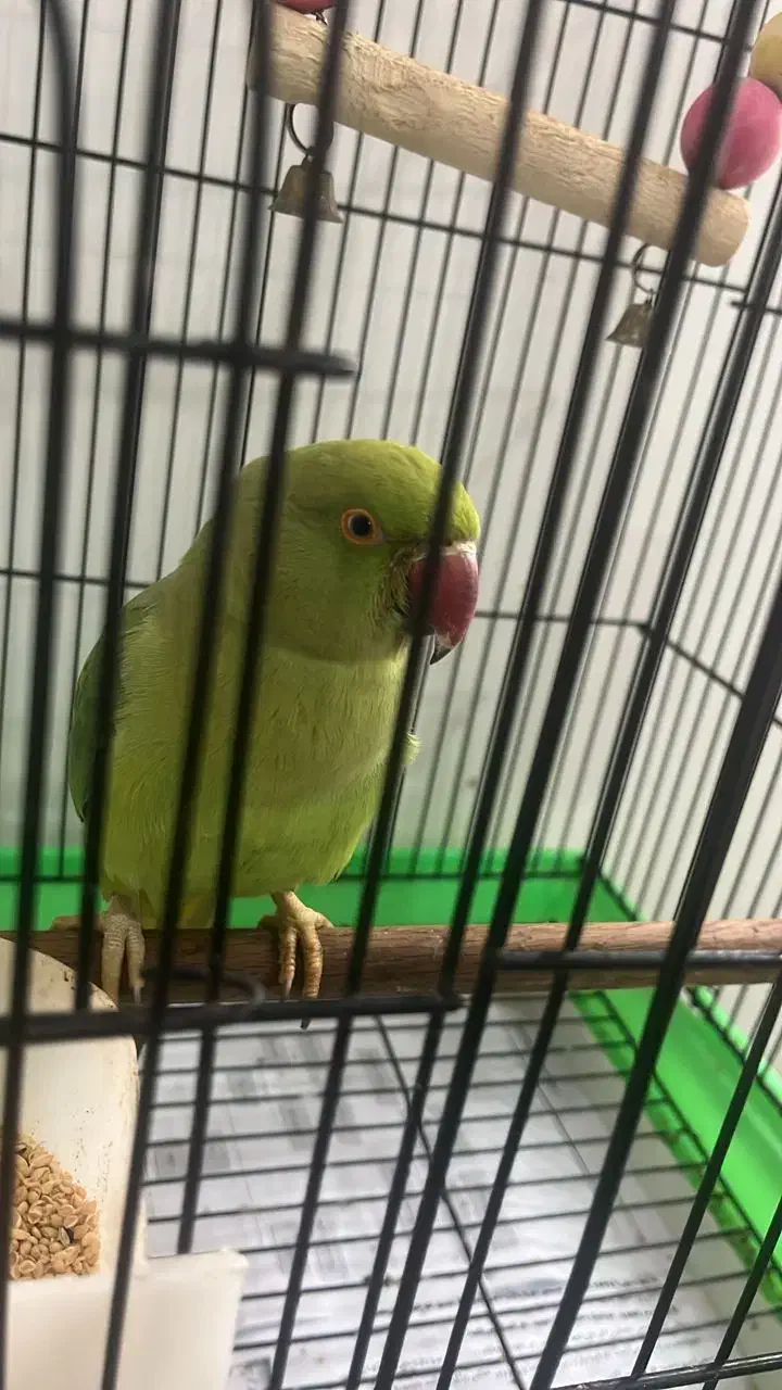 فروش طوطی ۹ ماهه ملنگو|پرنده|تنکابن, |دیوار