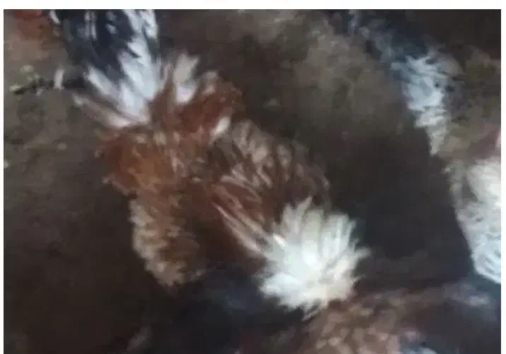 خروس کاکلی پاپری نژاد دار|حیوانات مزرعه|دماوند, دماوند|دیوار