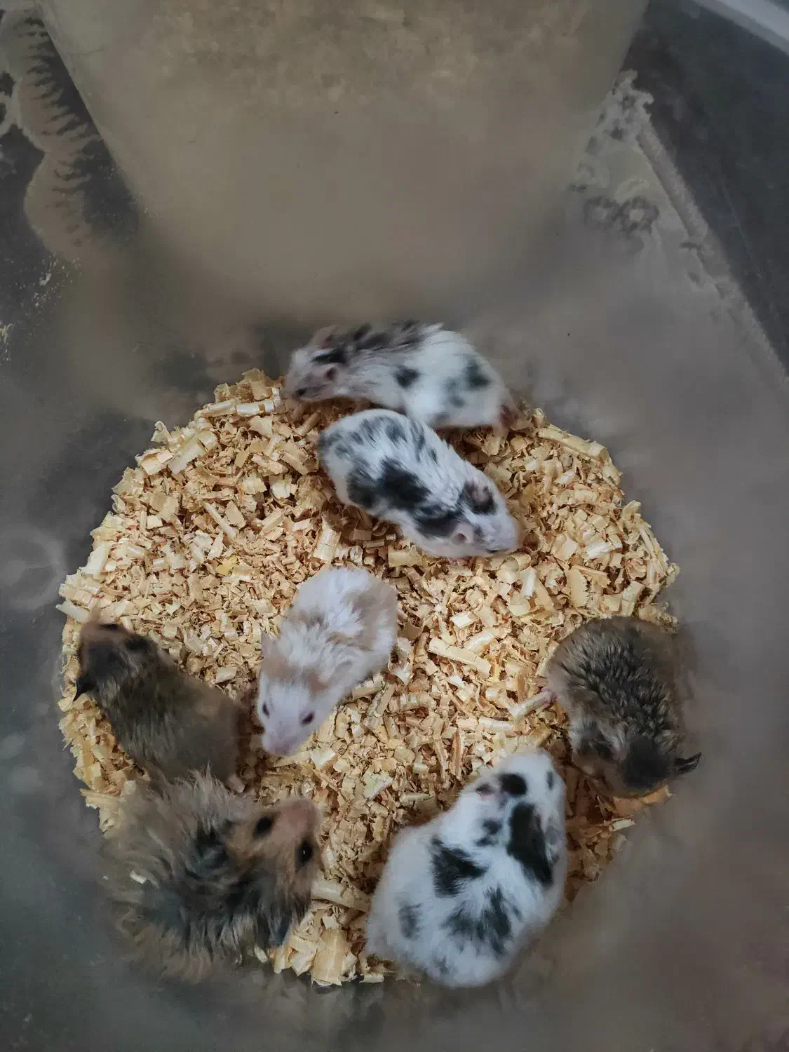 همستر|موش و خرگوش|اهواز, سپیدار|دیوار