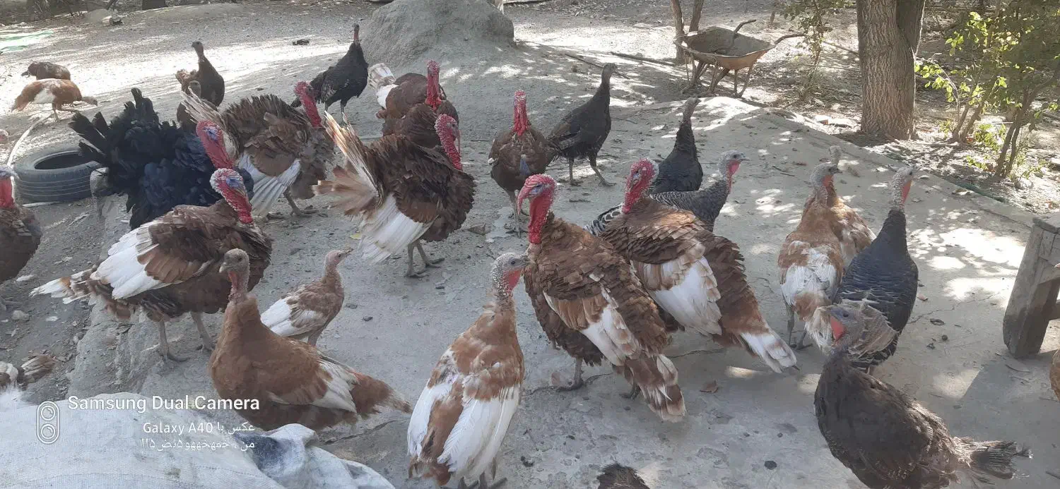 بوقلمون نر وماده|حیوانات مزرعه|مشهد, شهرک امام هادی (شهرک غرب)|دیوار