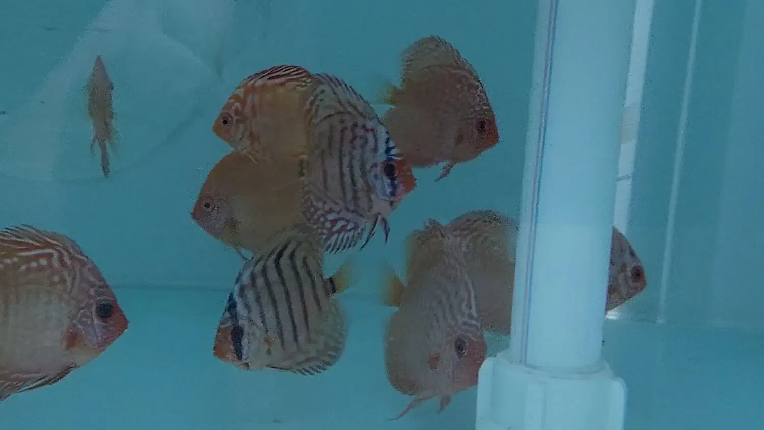 ماهی دیسکس|ماهی|مشهد, بهمن|دیوار