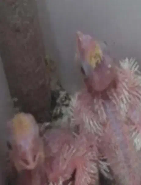 یک جفت عروس کار داده|پرنده|سبزوار, باهنر|دیوار