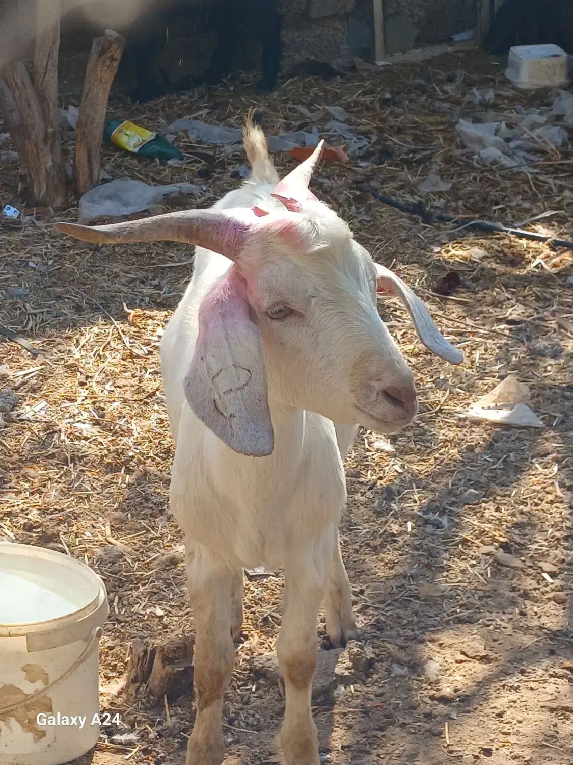 نر بز سانن|حیوانات مزرعه|گیلوان, |دیوار