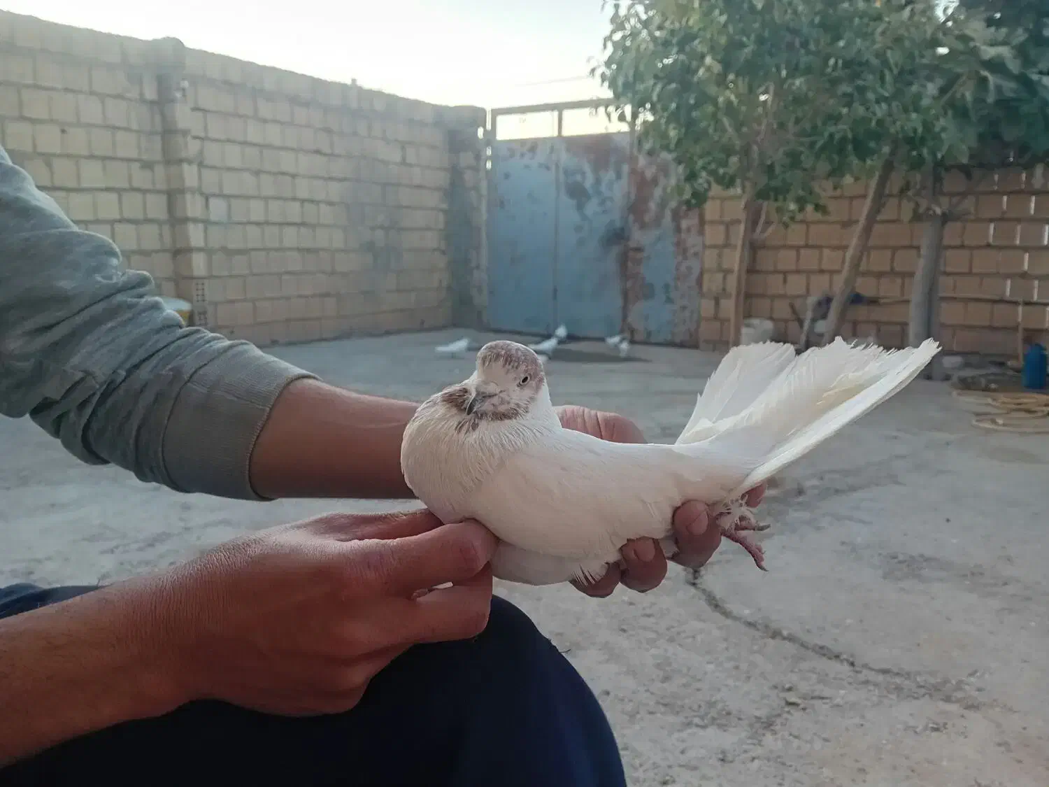 غریب گیری وقفس فروشی|پرنده|کوهدشت, |دیوار