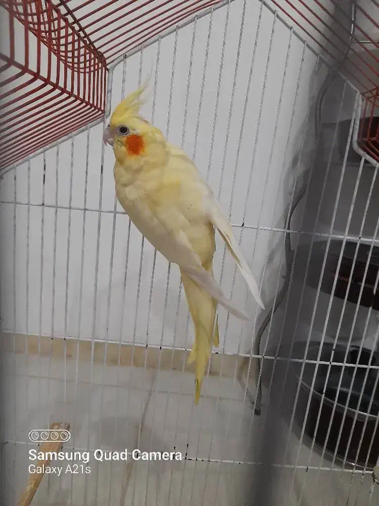 عروس هلندی فروشی|پرنده|مینودشت, |دیوار