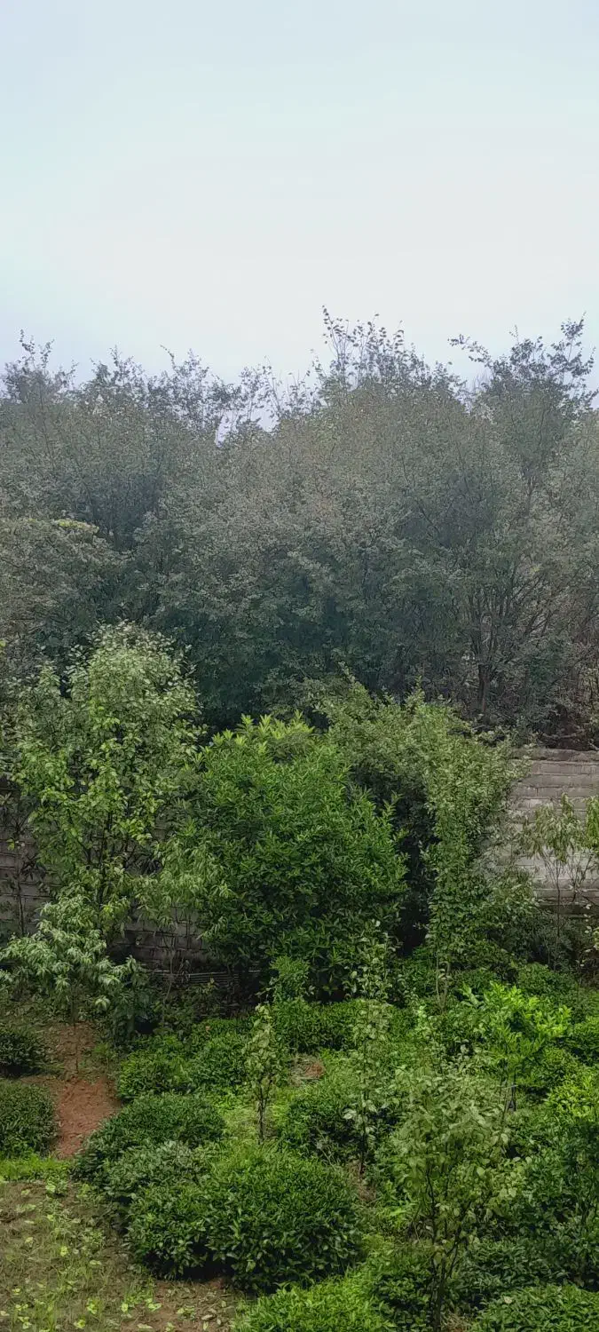 برنج|خوردنی و آشامیدنی|سلفچگان, |دیوار