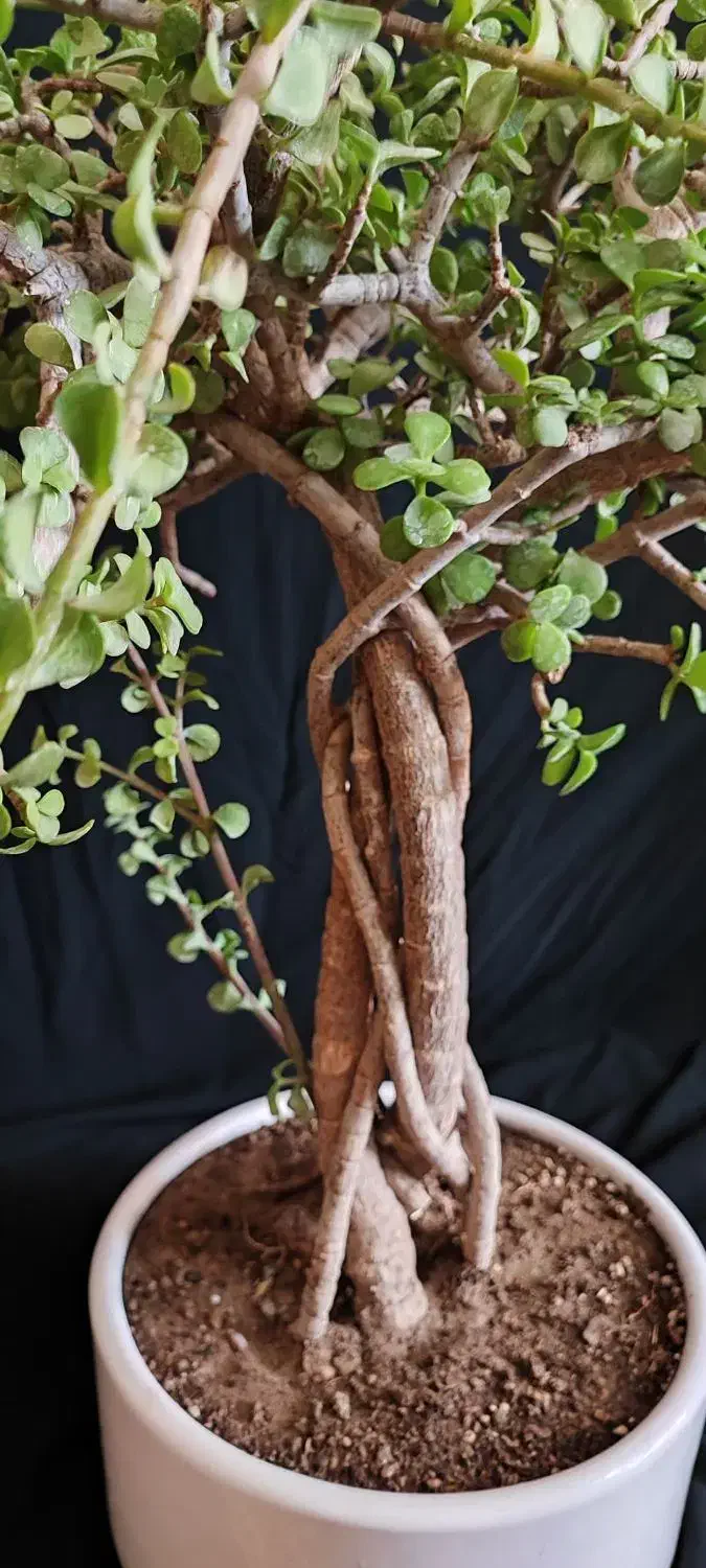 بنسای خرفه ۵ ساله|گل و گیاه طبیعی|اصفهان, ملکشهر|دیوار