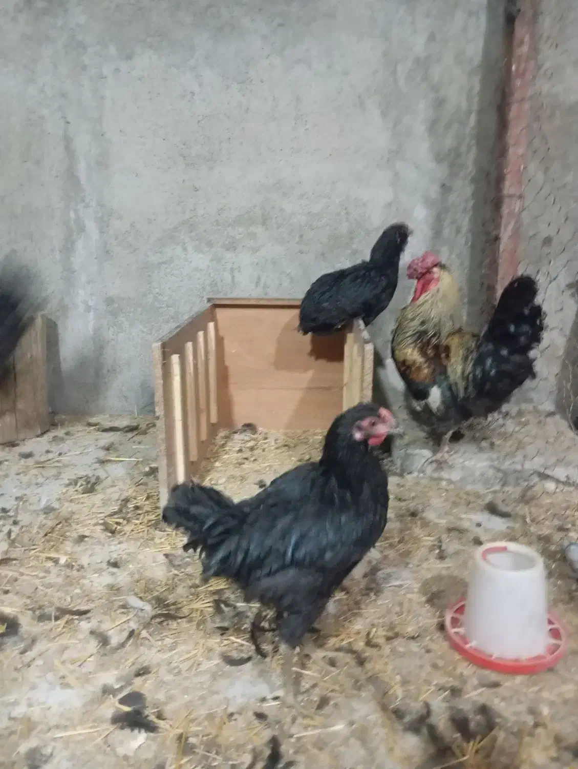 ۸تا نیمچه نزدیک تخم گذاری و یک خروس کاملا مشکی|حیوانات مزرعه|ورامین, ورامین|دیوار