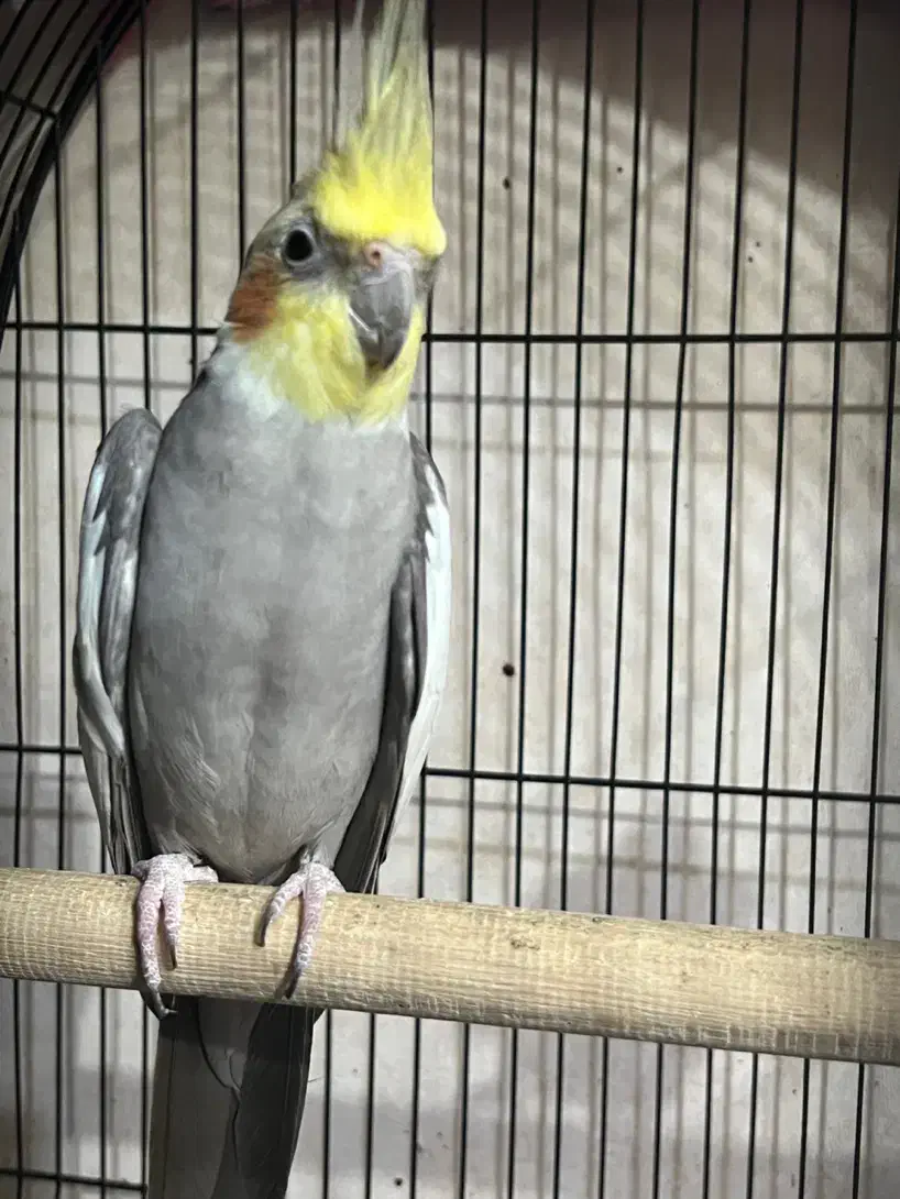 عروس هلندی|پرنده|صومعهسرا, |دیوار