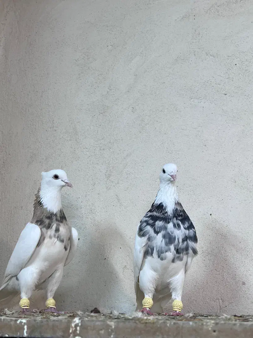 کفتر طوقی هفت رنگ|پرنده|مشهد, هفده شهریور|دیوار