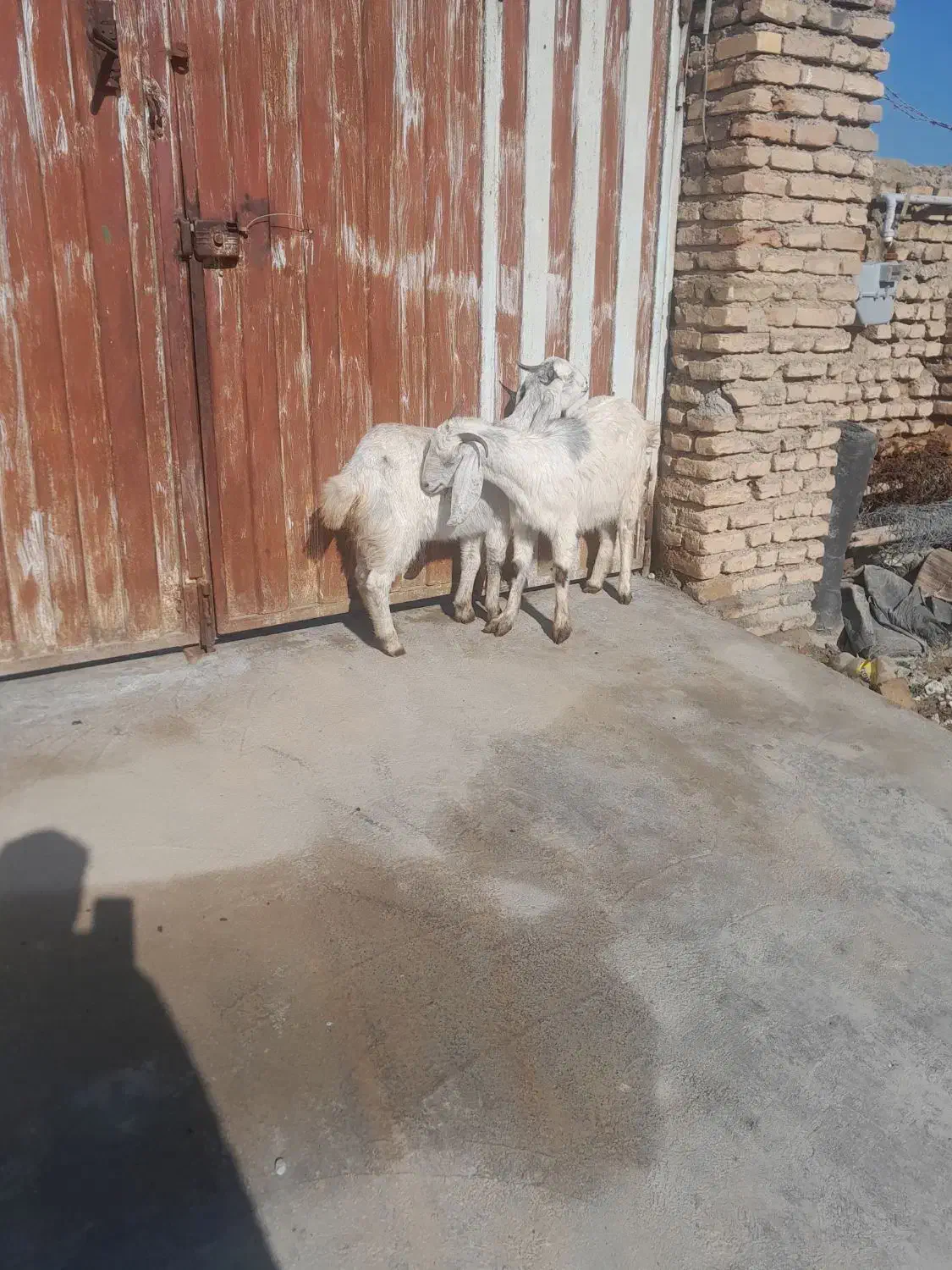 دو راس بز|حیوانات مزرعه|انبارآلوم, |دیوار