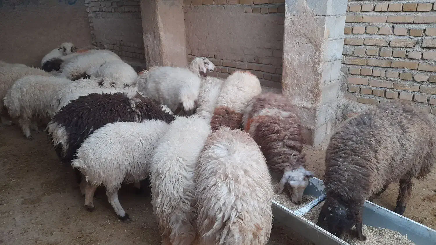 بره نر وماده|حیوانات مزرعه|کوهدشت, |دیوار