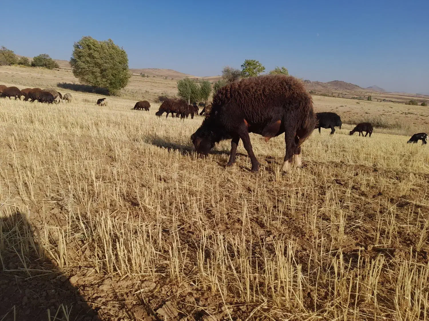 قوچ شیشک افشاری ۳ شیره ۸۰ کیلویی پرشی|حیوانات مزرعه|سربند, |دیوار
