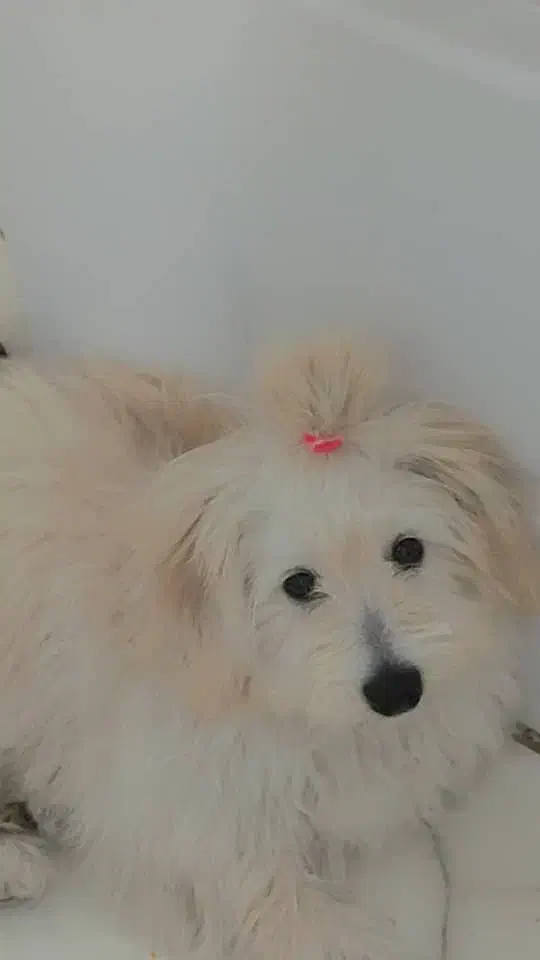 سگ شیتزو|سگ|شیراز, محراب|دیوار