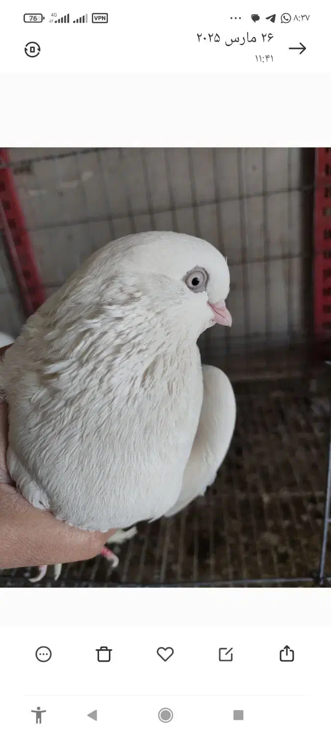 کبوتر|پرنده|بروجن, |دیوار