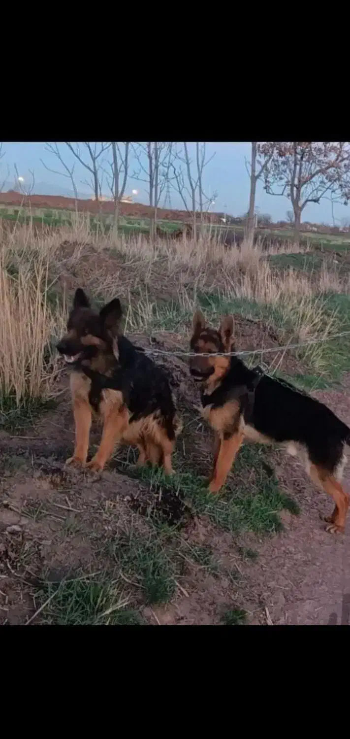 سگ ژرمن باورکینگ شولاین جهت معاوضه|سگ|قزوین, |دیوار