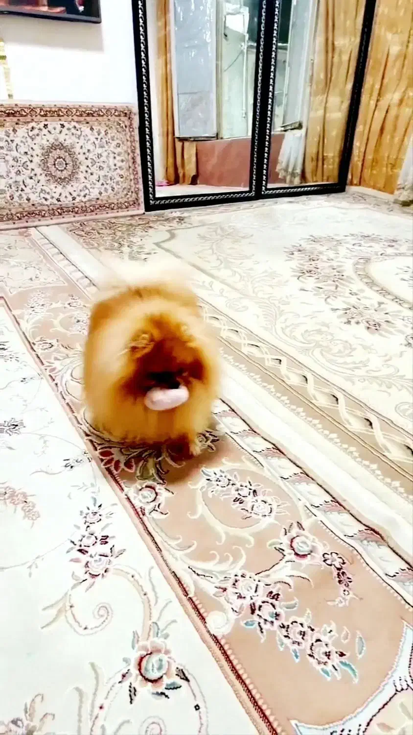 پامرانین های نر جهت کشش|سگ|کرمانشاه, |دیوار