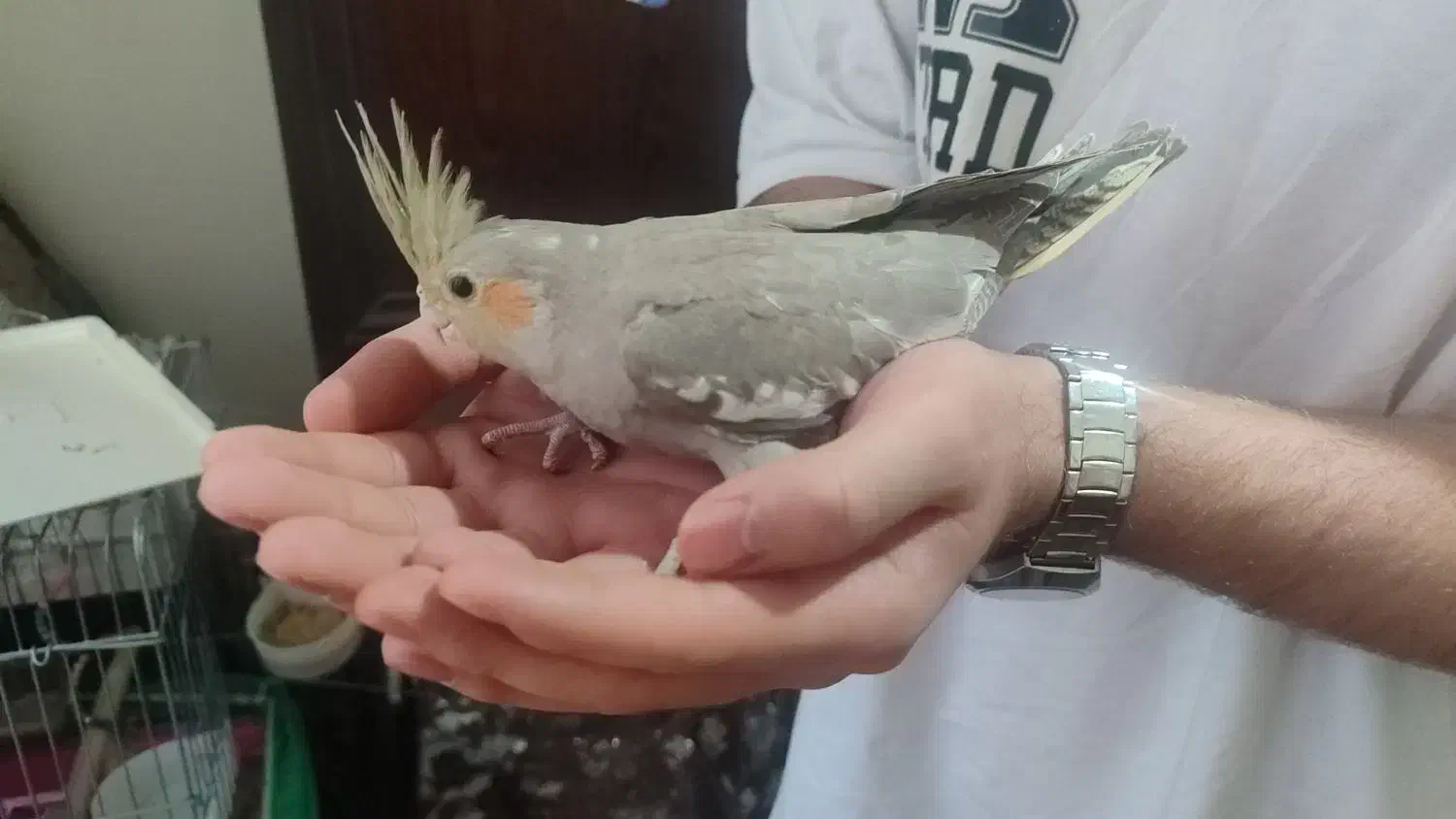 عروس هلندی سخنگو|پرنده|قزوین, |دیوار