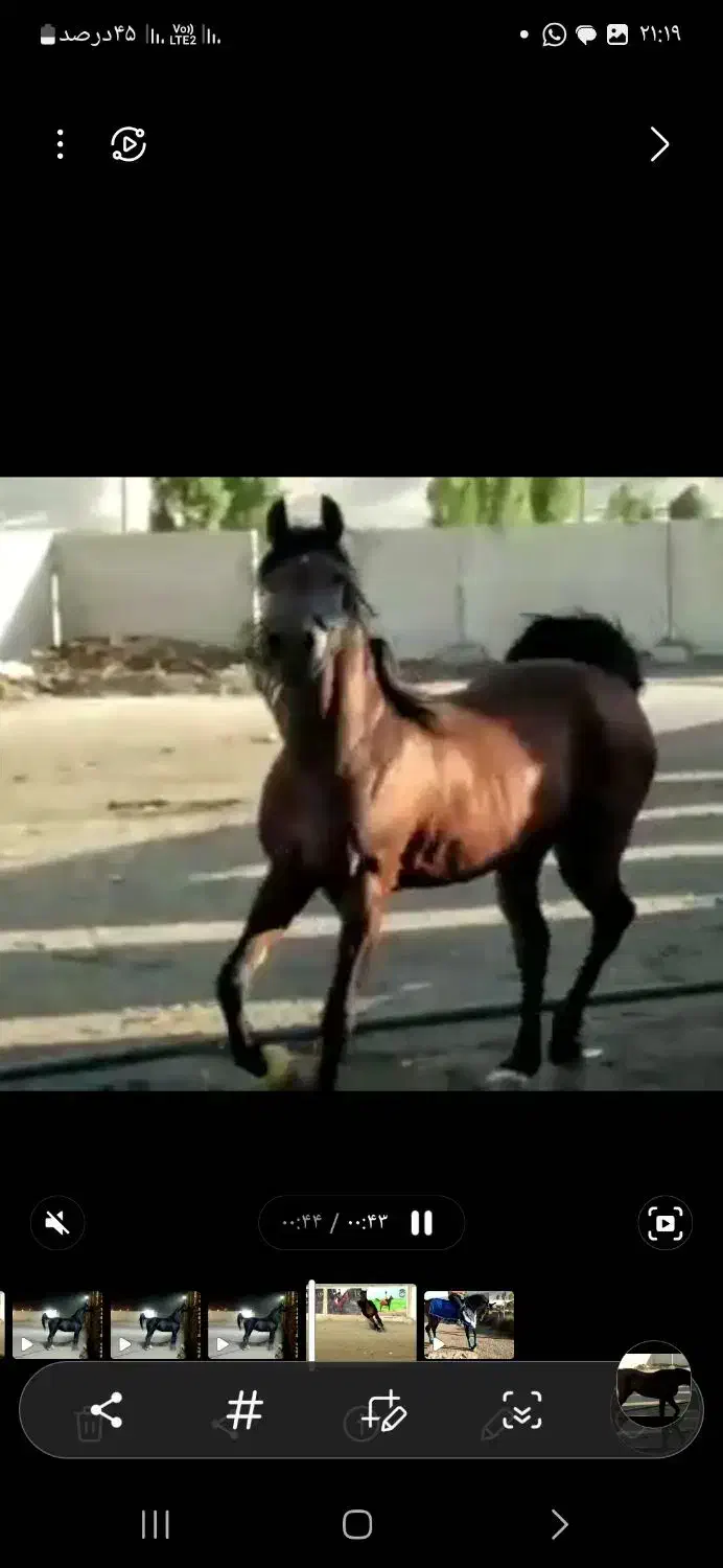 فروش مادیان بادوکره عرب|اسب و تجهیزات اسبسواری|برازجان, |دیوار