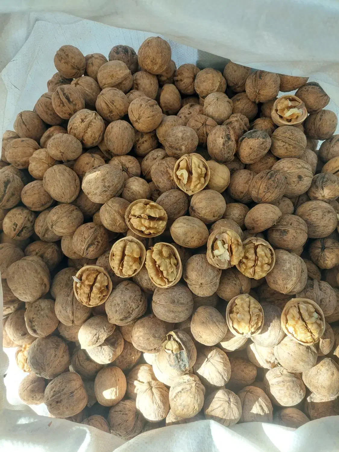 گردو کاغذی|خوردنی و آشامیدنی|شیراز, بازار|دیوار