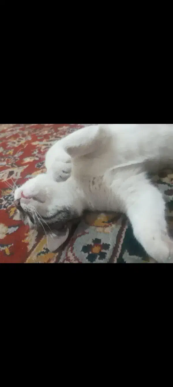 واگذاری گربه|گربه|فاضل آباد, |دیوار