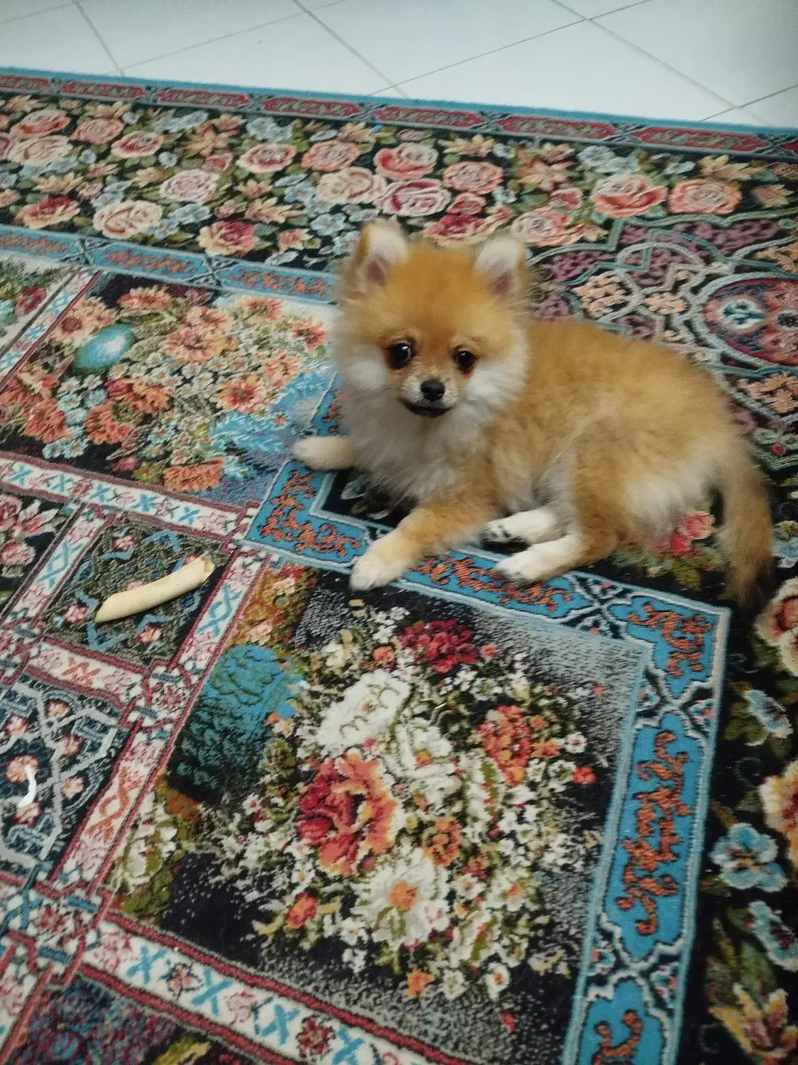 پامر خرسی سایز ریز|سگ|تهران, امامت|دیوار