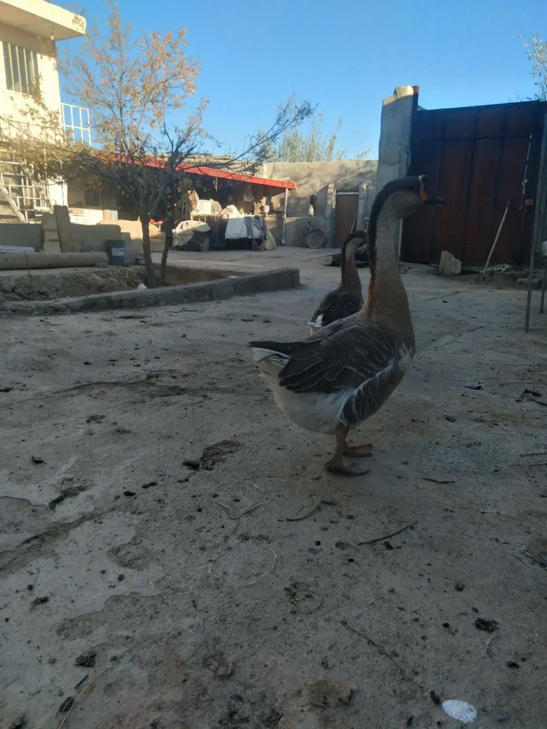 فروش جفت غاز|حیوانات مزرعه|آذرشهر, |دیوار