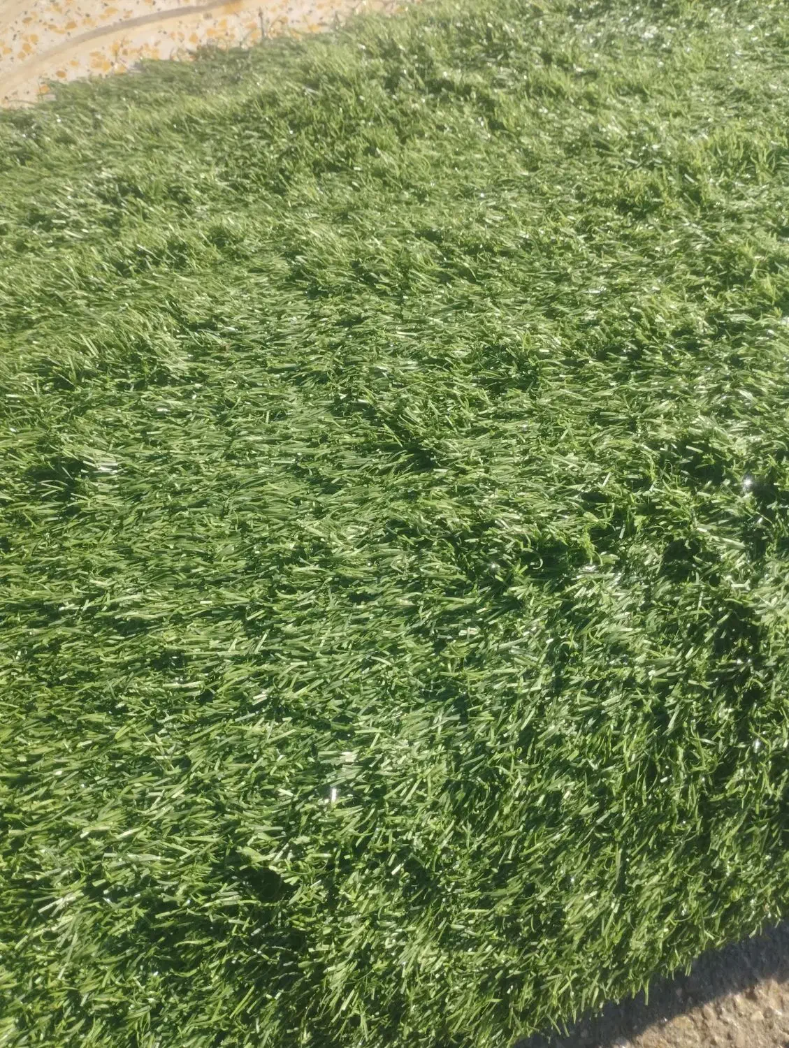 موکت چمن مصنوعی (کف پوش)|موکت|اسلام‌‌آباد غرب, |دیوار