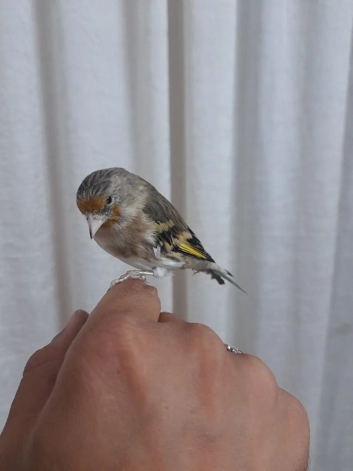 جوجه سهره قناری|پرنده|خرمشهر, |دیوار