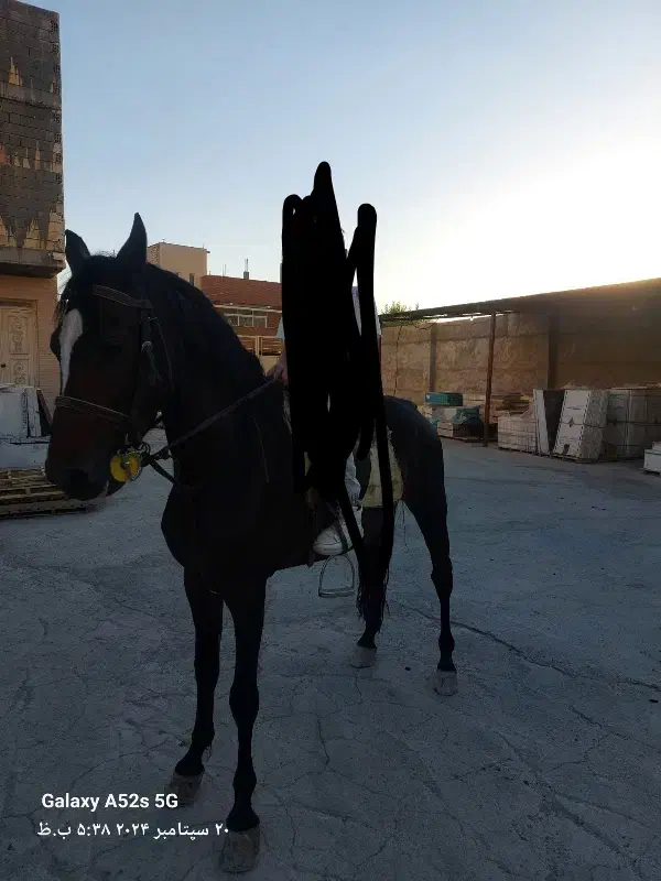 اسب نریون|اسب و تجهیزات اسب‌سواری|پیر بکران, |دیوار