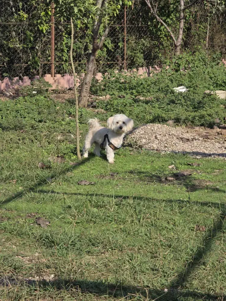 فروش یا معاوضه سگ مالتیپو یک ساله|سگ|فردیس, فردیس|دیوار