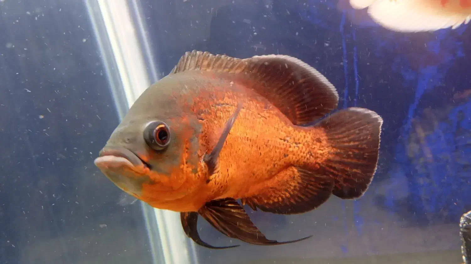 ماهی اسکار|ماهی|شیراز, رکنآباد|دیوار