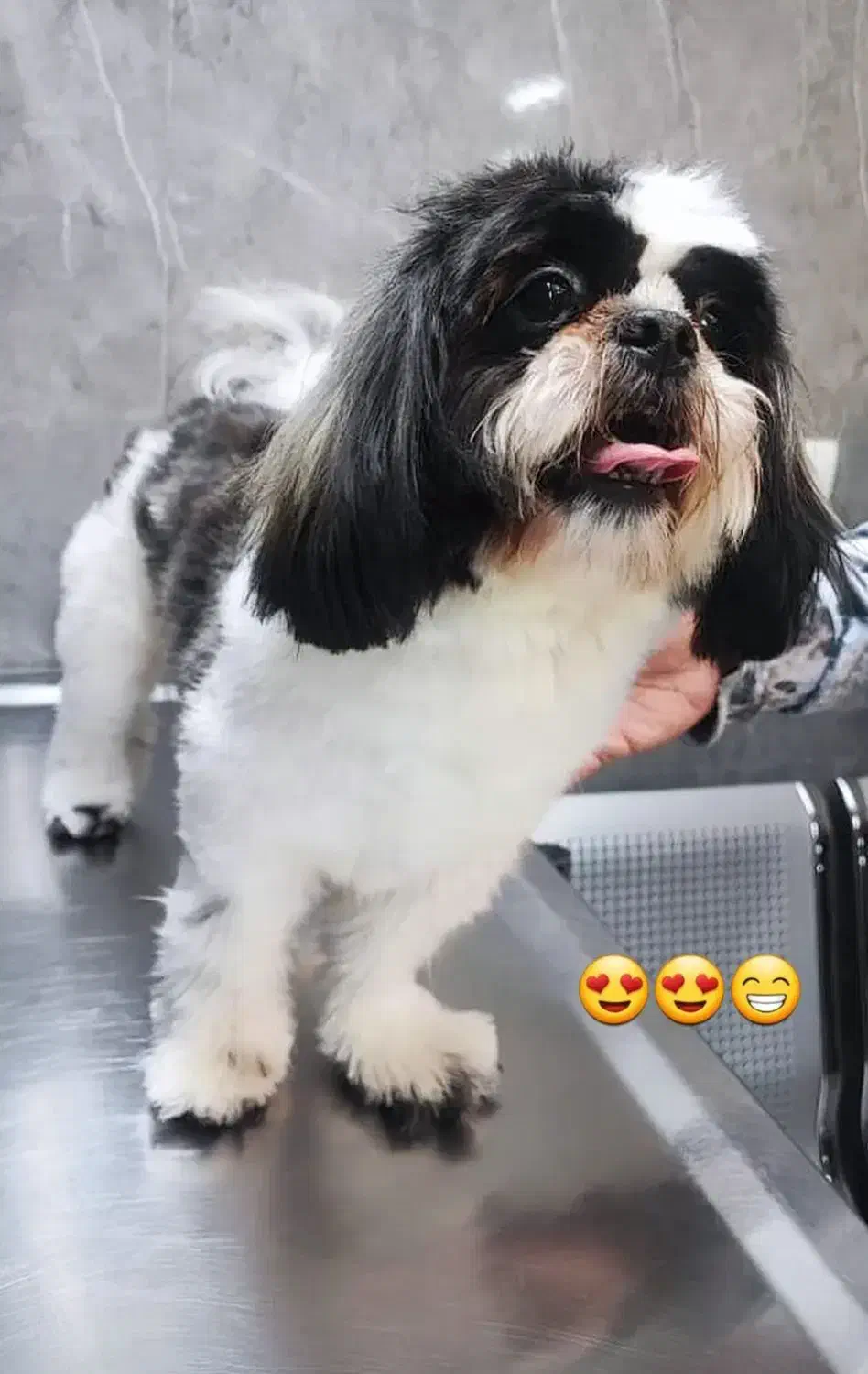 سگ شیتزو|حیوانات|اندیشه, اندیشه فاز ۱|دیوار