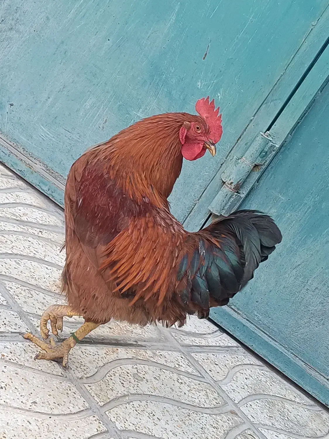 خروس|حیوانات مزرعه|بیلوار, |دیوار