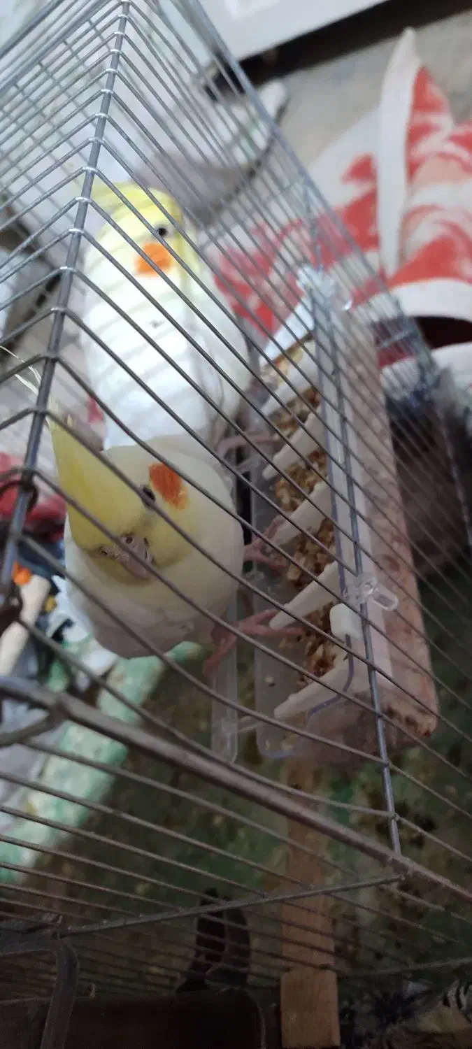 یک جفت عروس هلندی لوتینو|پرنده|فامنین, |دیوار