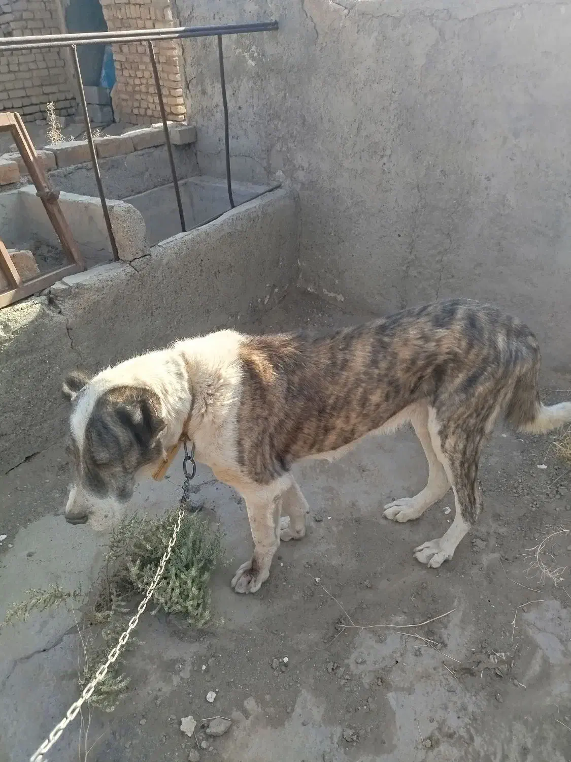 واگذاری|سگ|کویرات, |دیوار