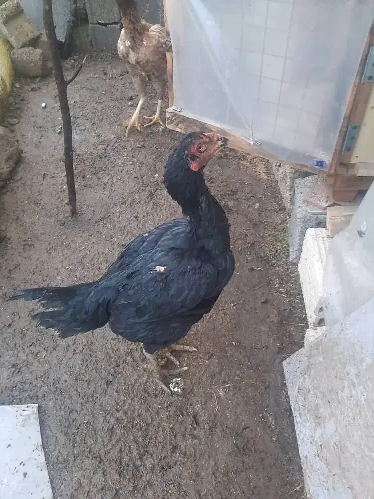 لاری تخم گذار|حیوانات مزرعه|لاهیجان, لیالستان|دیوار