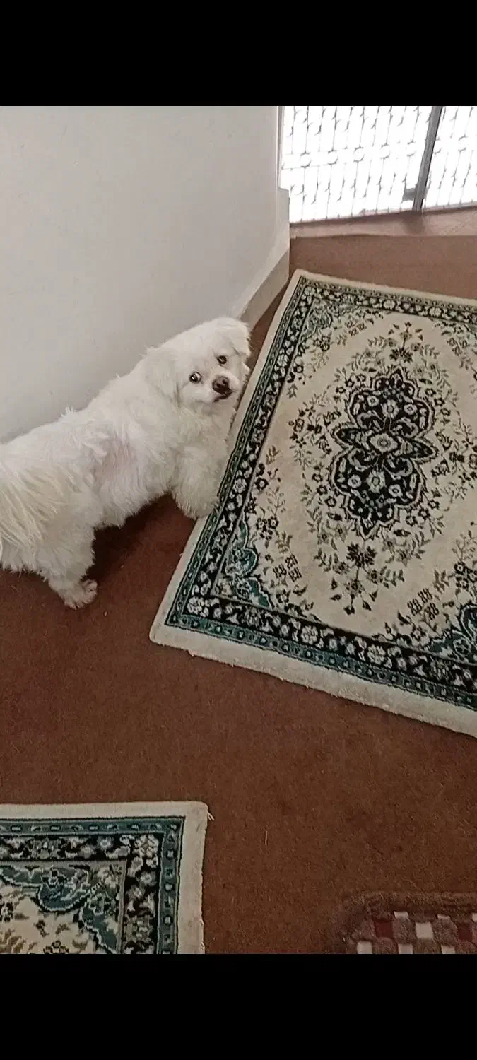 فروش سگ|سگ|رشت, نظری|دیوار