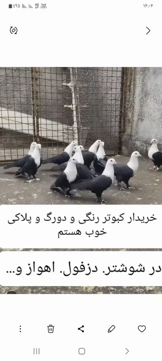کبوتر تعداد..|پرنده|شوشتر, |دیوار