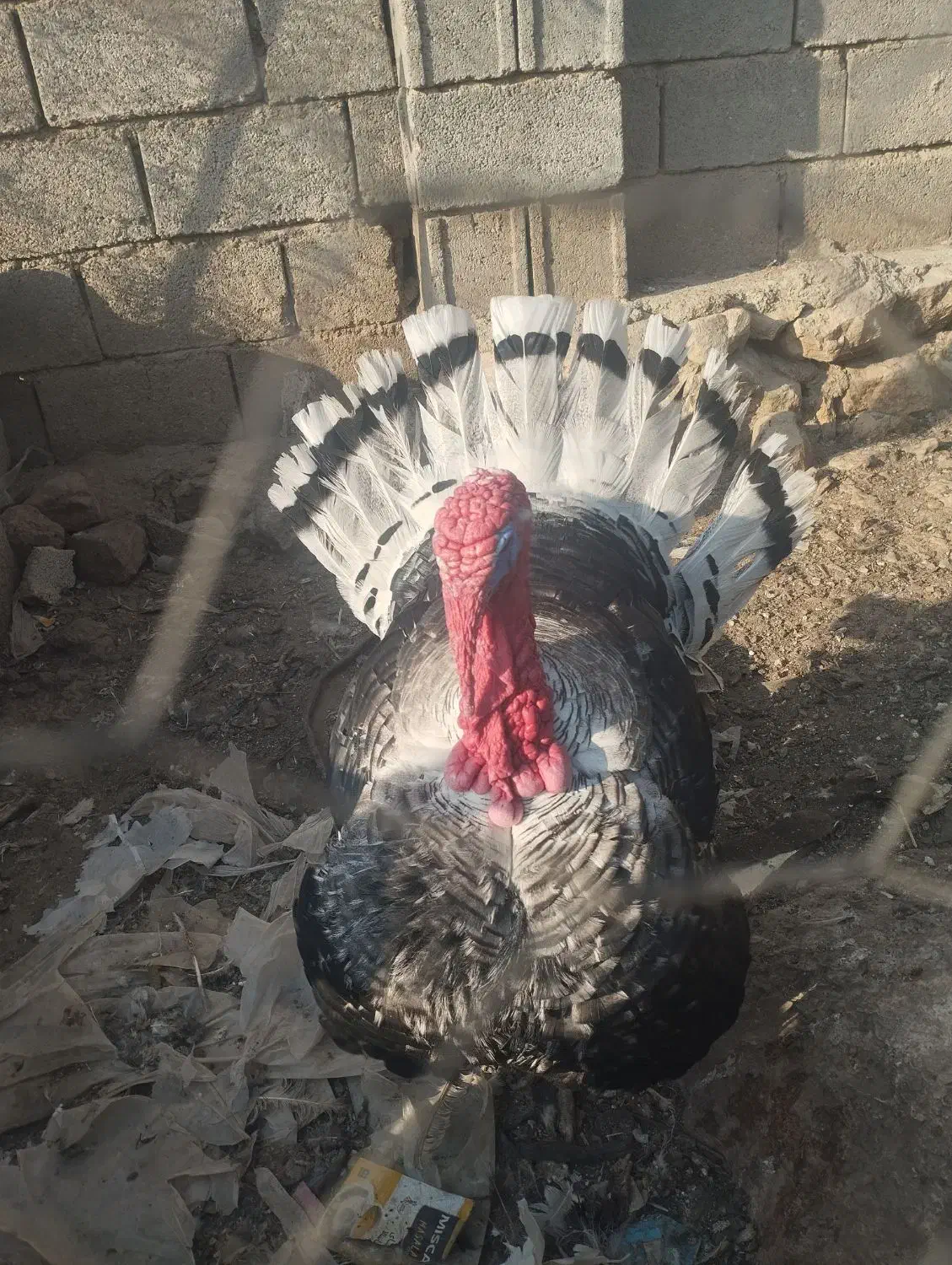 یک عدد بوقلمون به فروش میرسد.|حیوانات مزرعه|شیراز, کیان آباد|دیوار