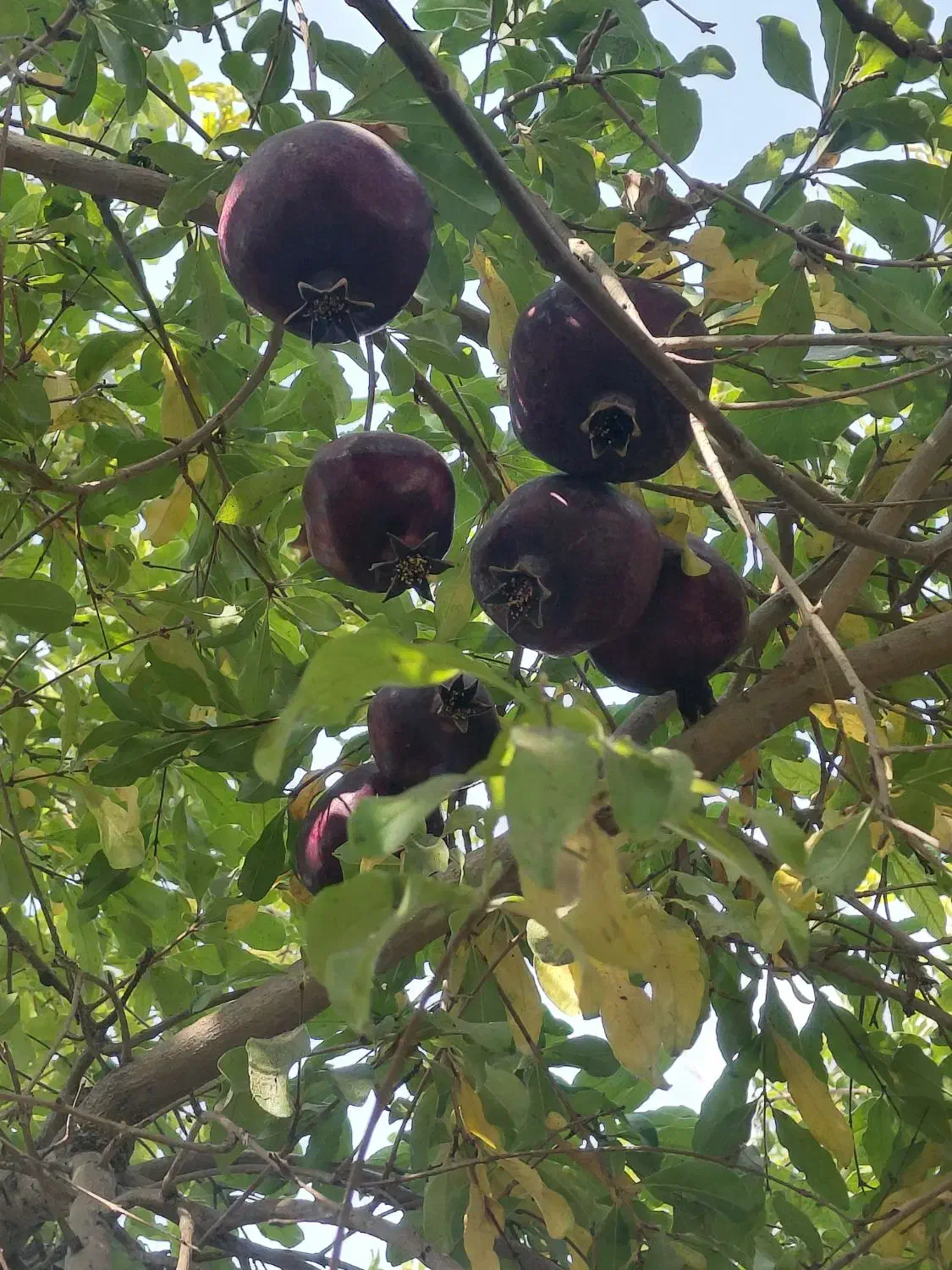 باغبانی وتمیز کاری باغات|خدمات باغبانی و درختکاری|یزد, |دیوار