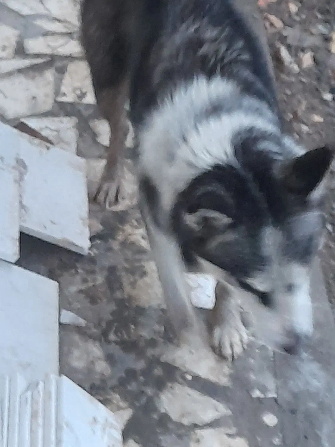 هاسکی|سگ|قزوین, |دیوار