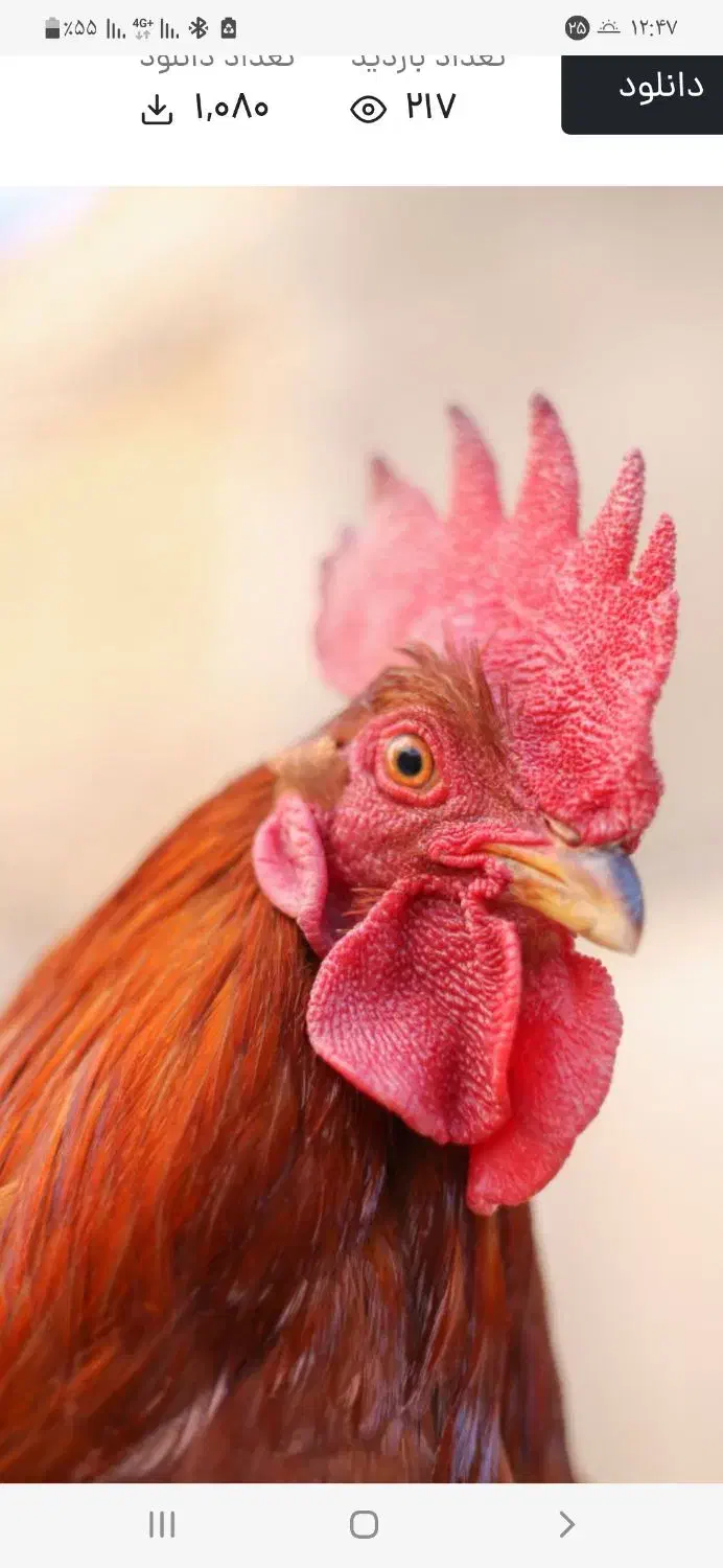 معاوضه خروس با مرغ|حیوانات مزرعه|سبزوار, قصبه شرقی|دیوار