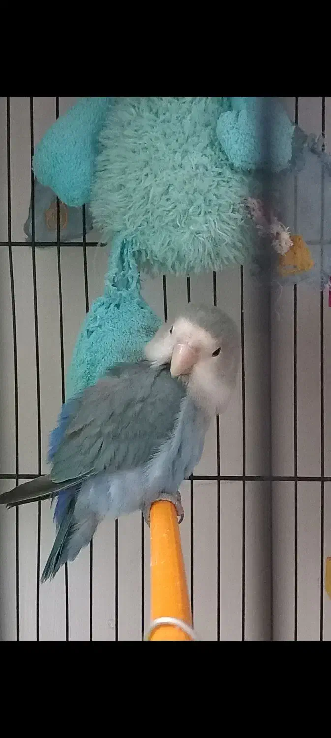 کوتوله پرنده|پرنده|مشهد, هفده شهریور|دیوار