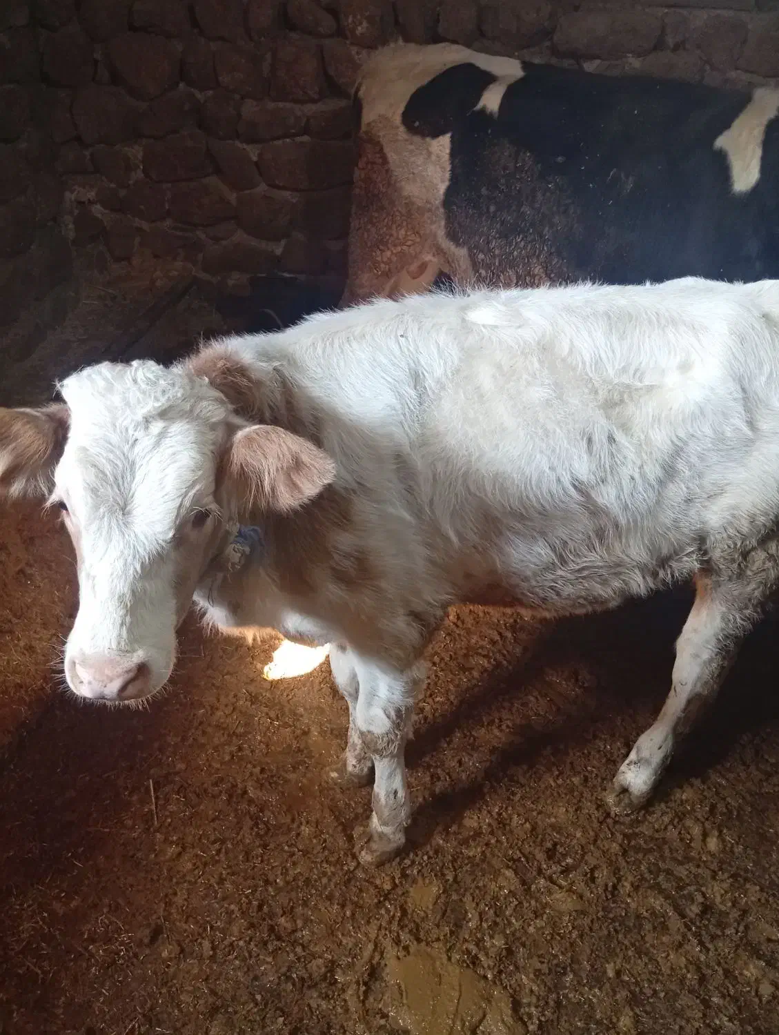 گوساله ماده سیمینتال|حیوانات مزرعه|بیلوار, |دیوار