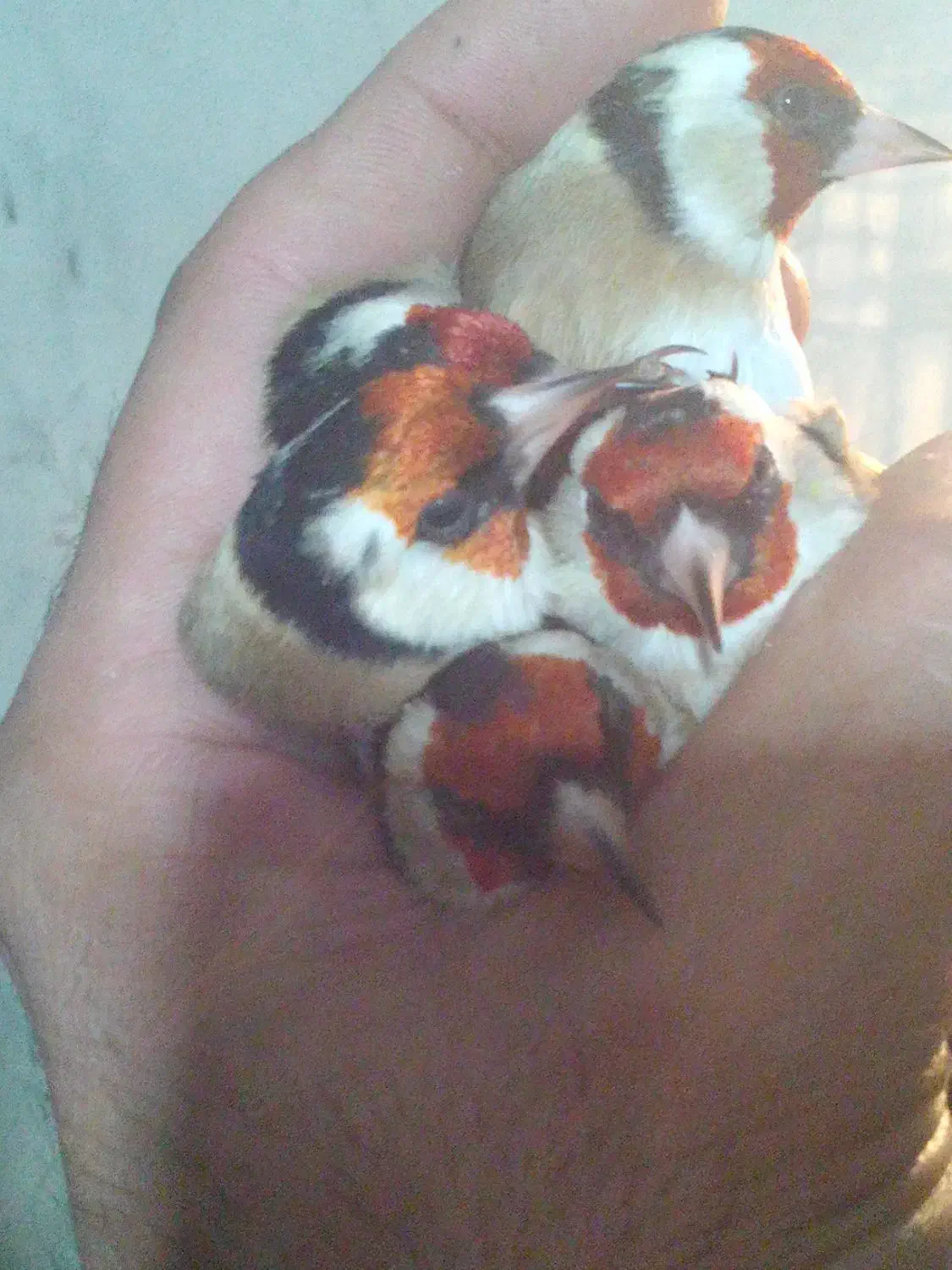 سره وسره قناری که دنبالش میگردی|پرنده|ری, سیزده آبان|دیوار