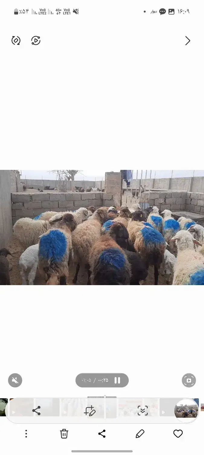 میش|حیوانات مزرعه|سلامی, |دیوار