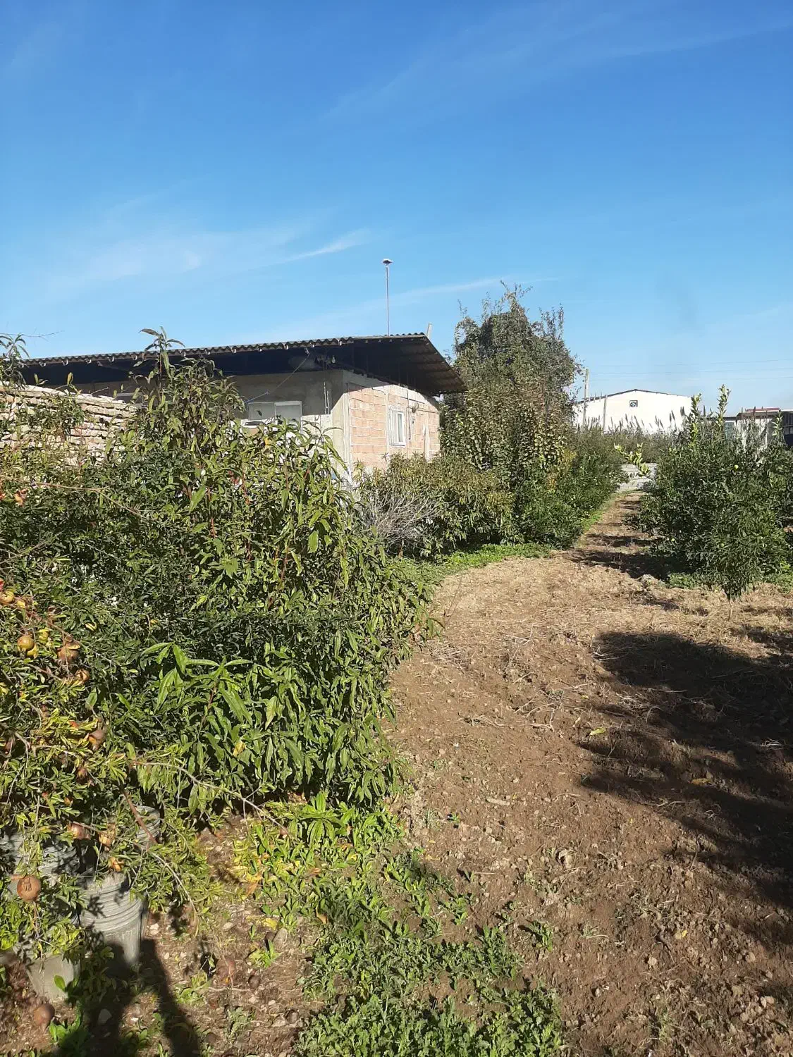 زمین مسکونی هزار متری|فروش زمین و ملک کلنگی|طبقده, |دیوار